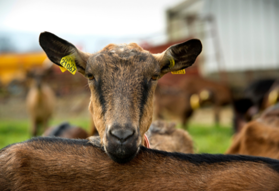 Favoriser les installations et reprises d’exploitations caprines dans la zone Chavignol   – témoignages d’éleveurs
