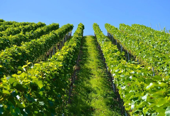 Promotion des métiers en viticulture